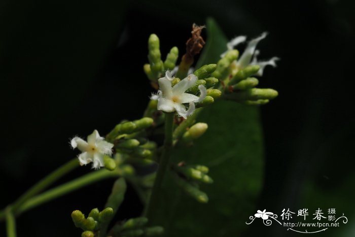 湖南桂花树