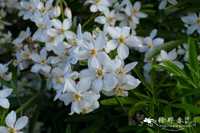 银杏树介绍