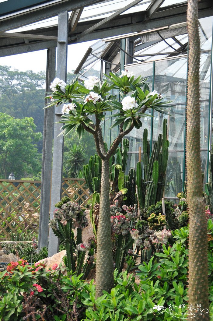 室内盆栽什么植物最好