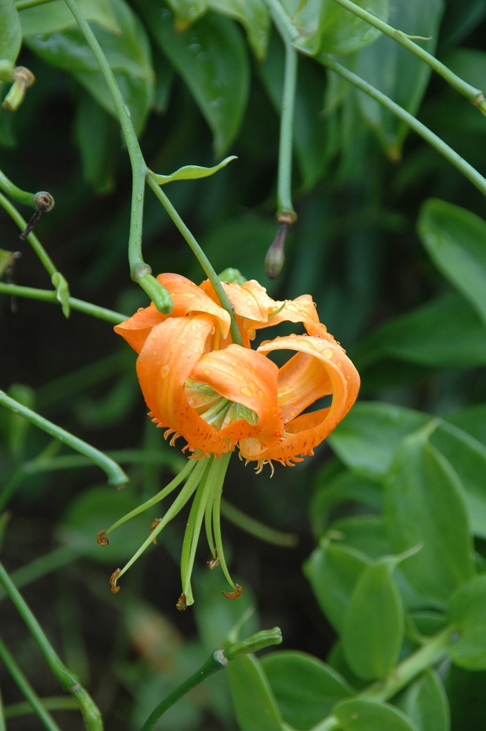 桃花什么季节开