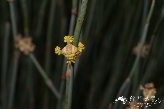 海洋之歌花语