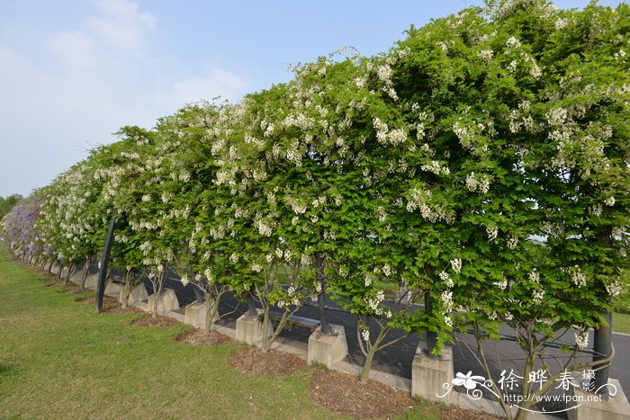 芽菜种植方法