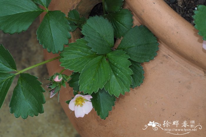 济南鲜花