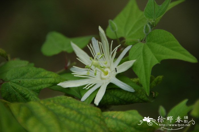 水苔是什么