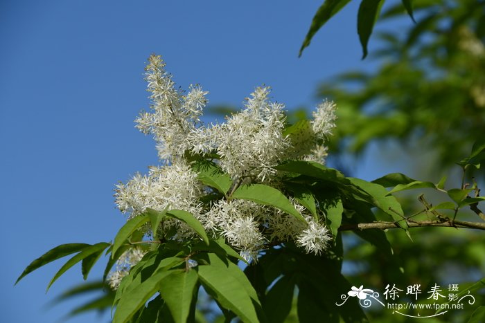 芒果是热性还是凉性