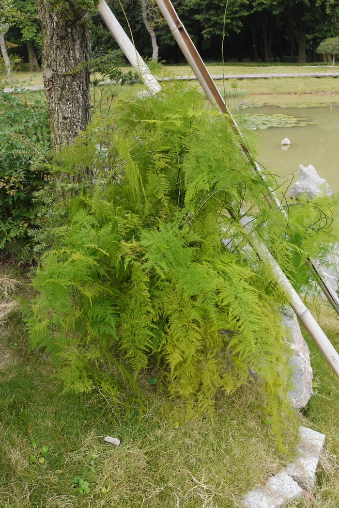 马尼拉草皮价格一平米多少钱