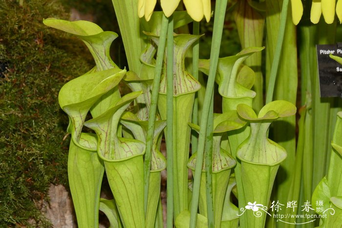 宿根植物