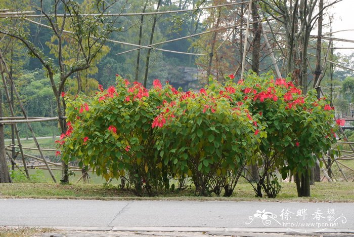 草莓发芽