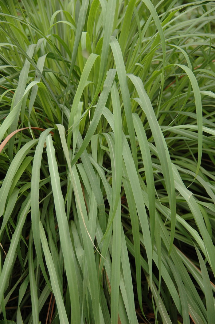 植物名称大全名字