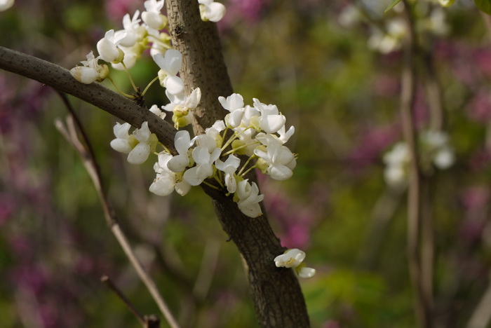 迷迭香花语