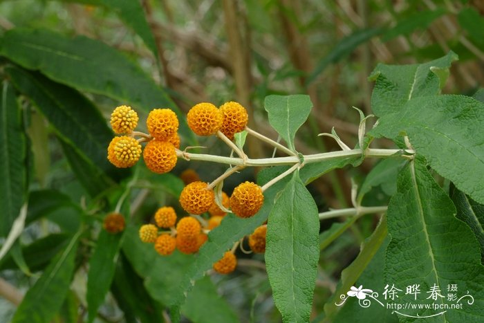 各种花的开花时间