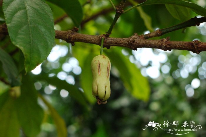 草莓上市的季节是几月