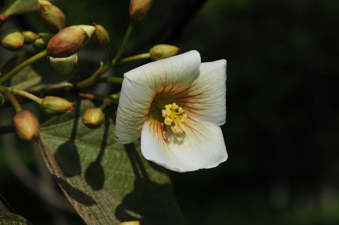 菊花简介