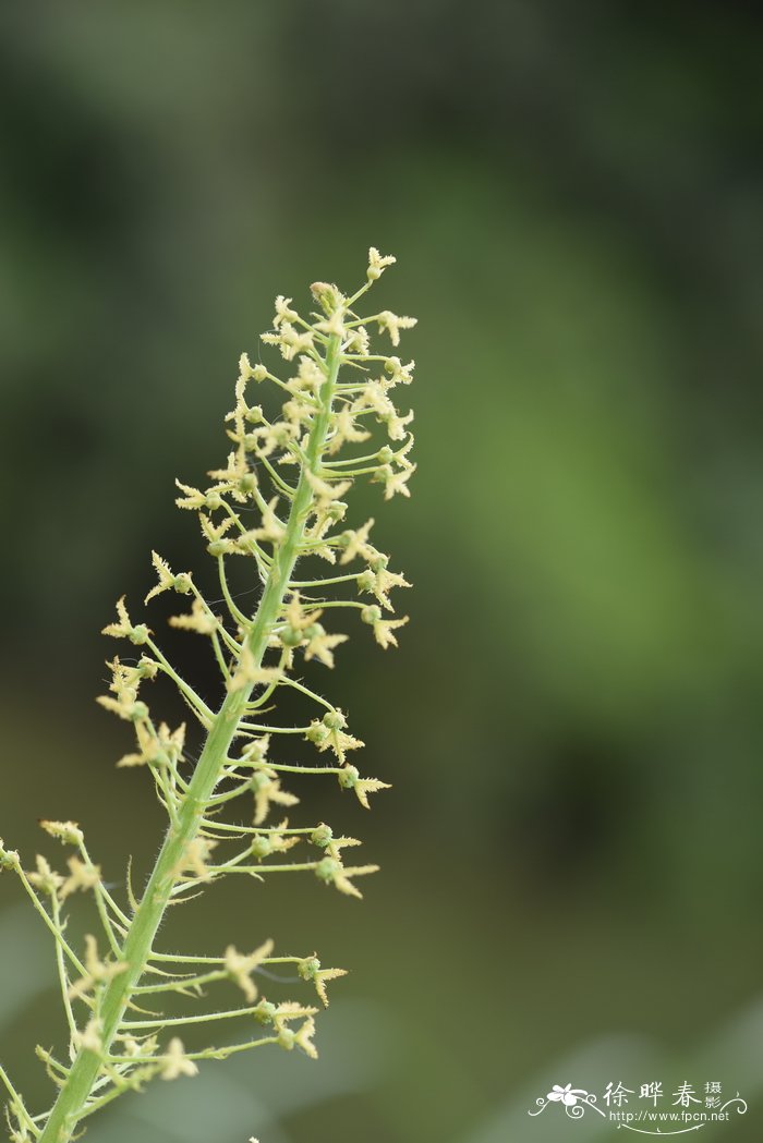 松果菊图片