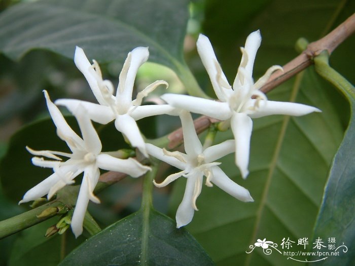 竹节海棠