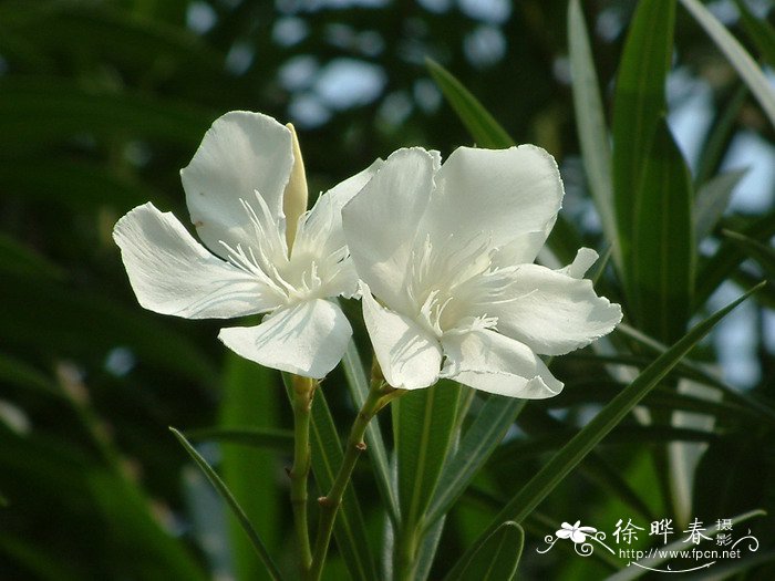 茉莉花的习性