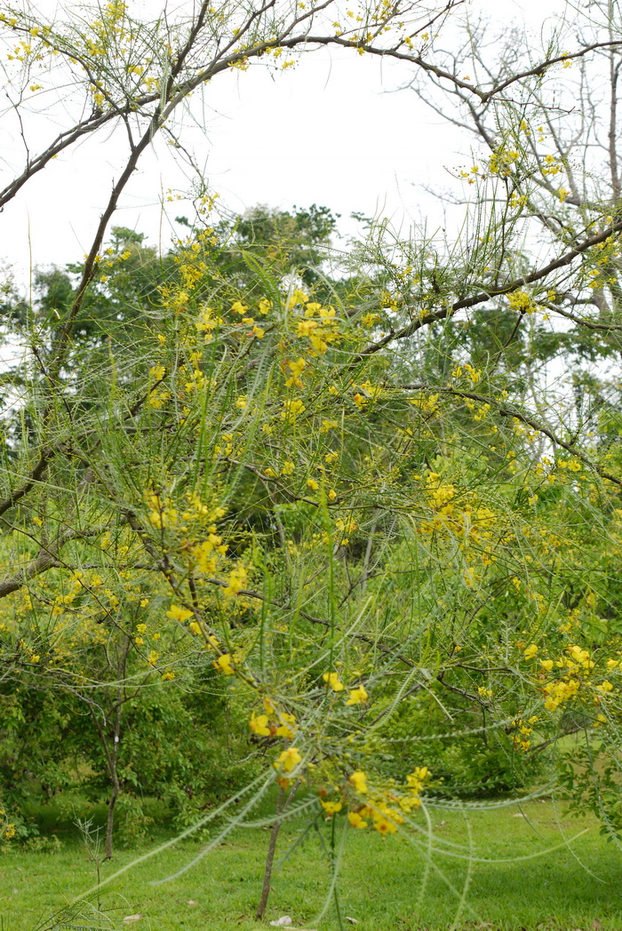 藏红花什么时候开花