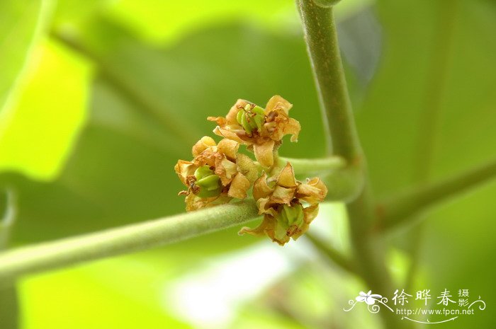 芽苗菜如何种植