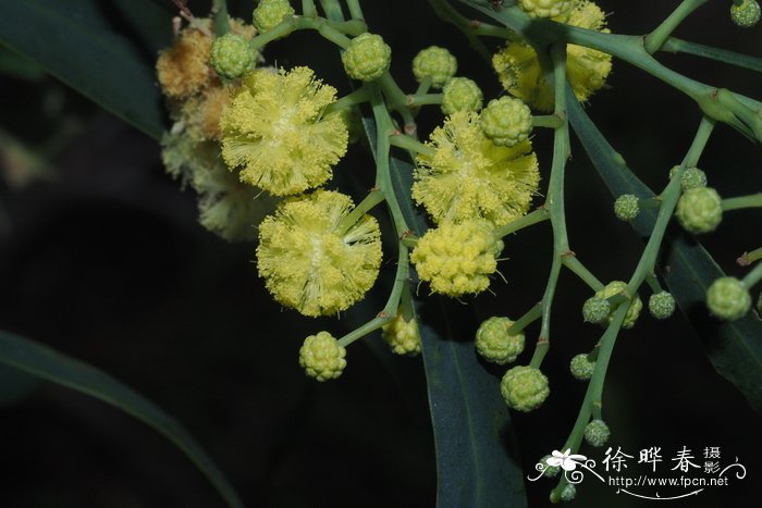 空心菜叶子能吃吗