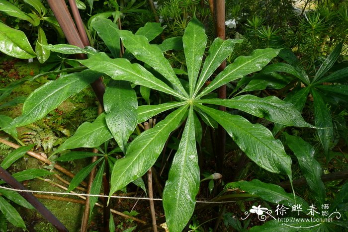 彩虹竹芋