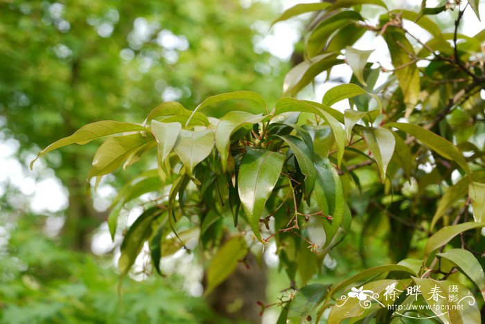 教师节送什么花