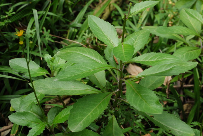 香菇种植