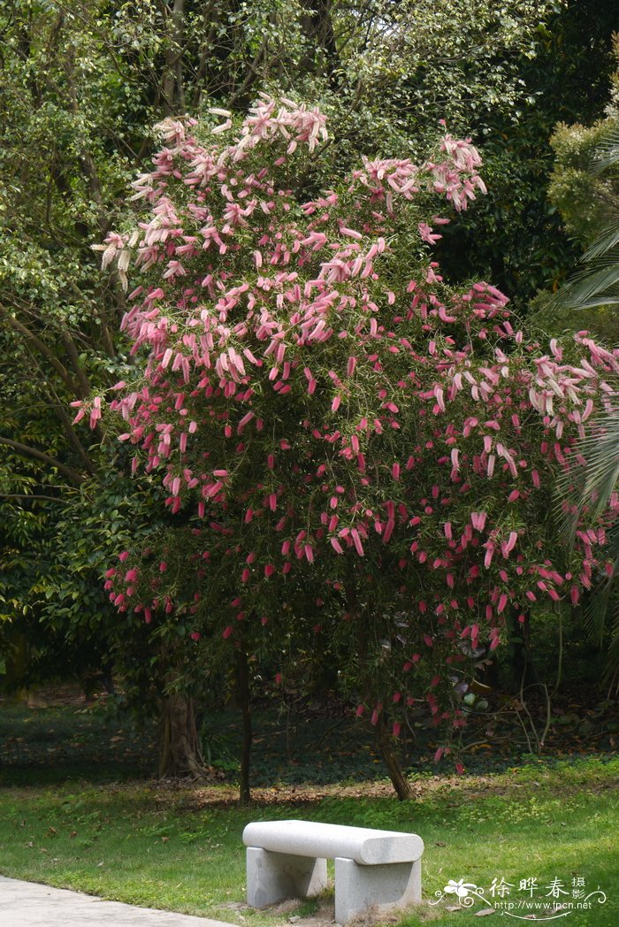 爱莎玫瑰花语