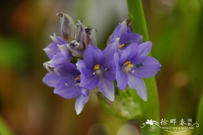 迎春花花期