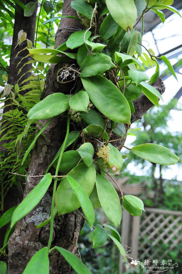 金银花的种植基地