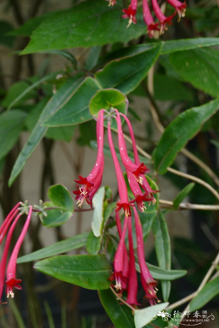 菊花什么季节开?