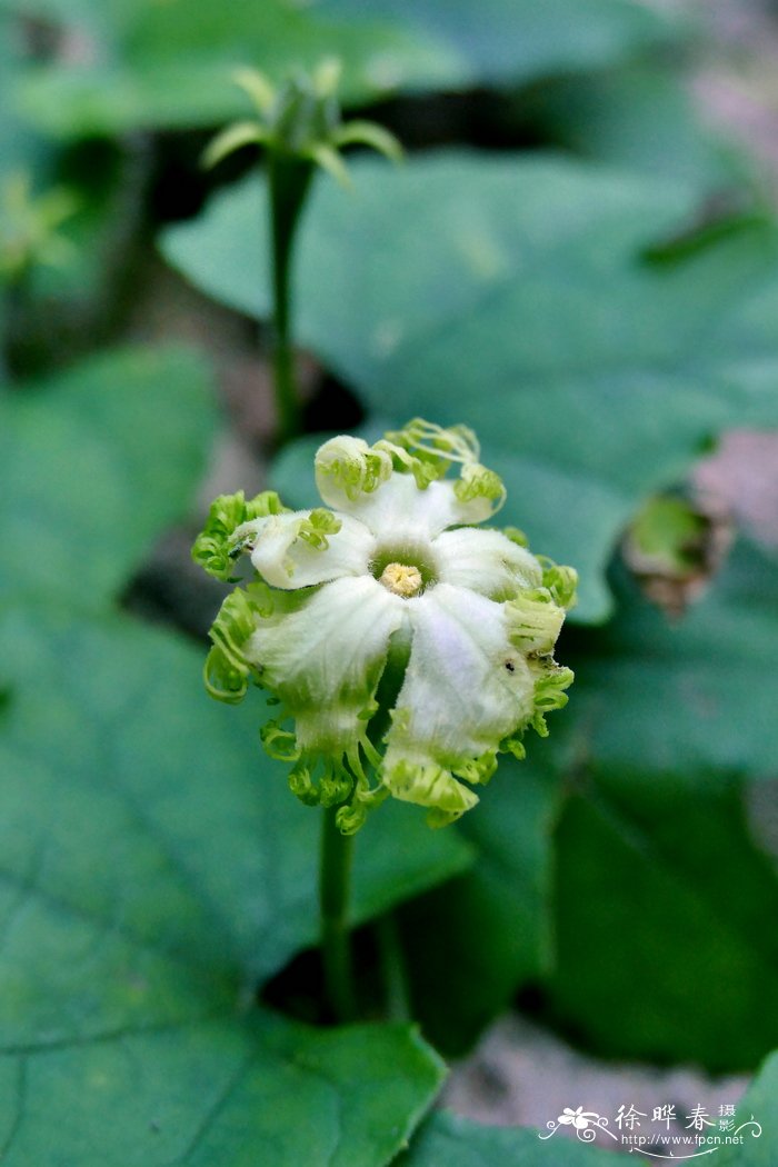 郑州鲜花预订