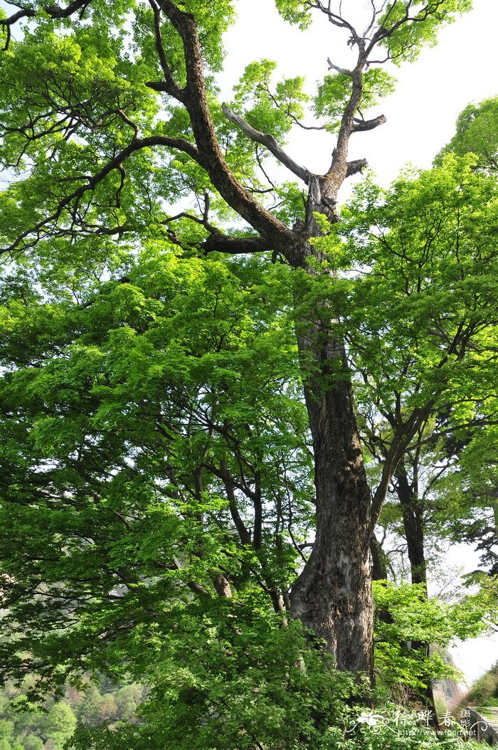 重阳节茱萸图片