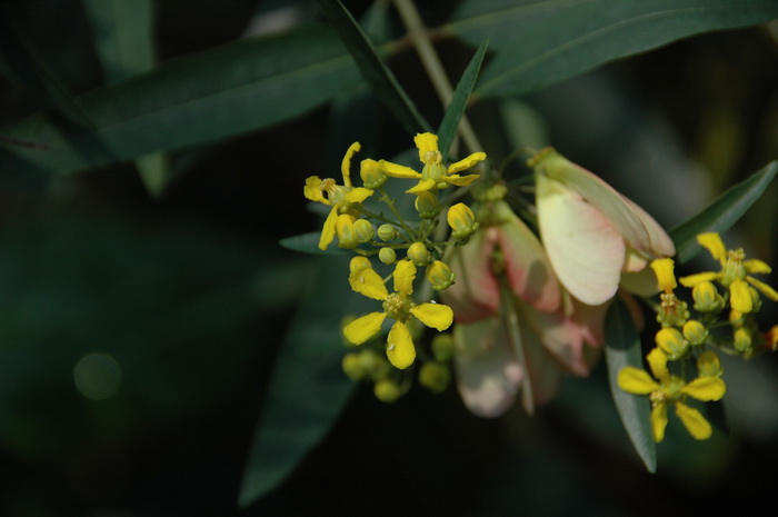 蜻蜓是益虫还是害虫