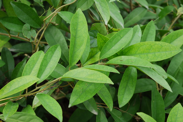 山区种植什么药材好