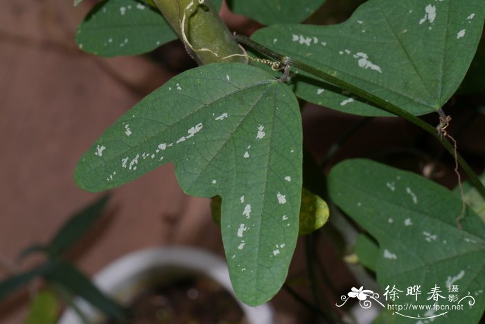 黄豆和毛豆是不是一种东西