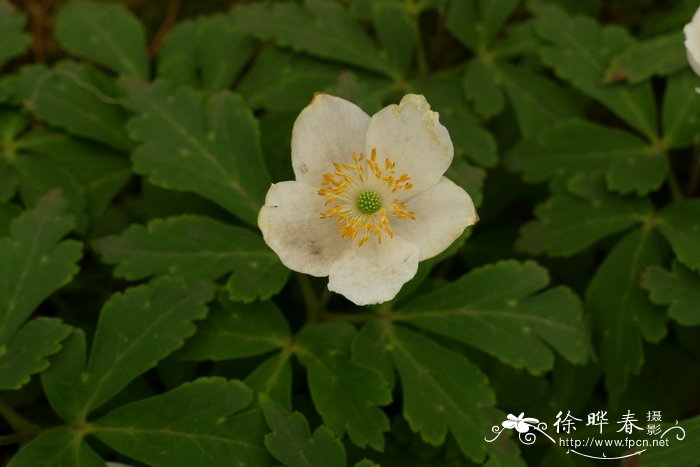 巨峰葡萄种植技术