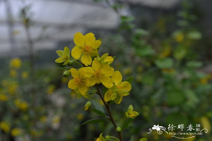 玉露开花图片