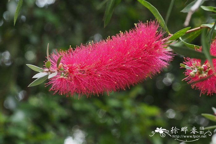 香玲核桃