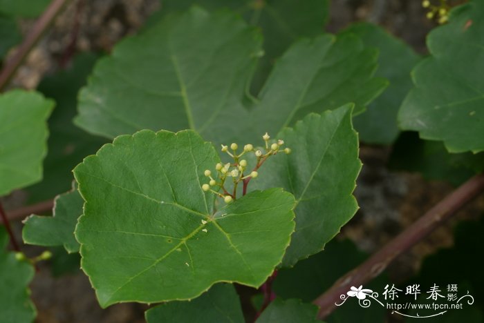 山药图片 植物图片