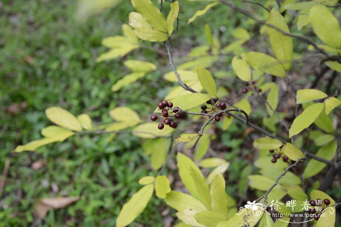 结香花