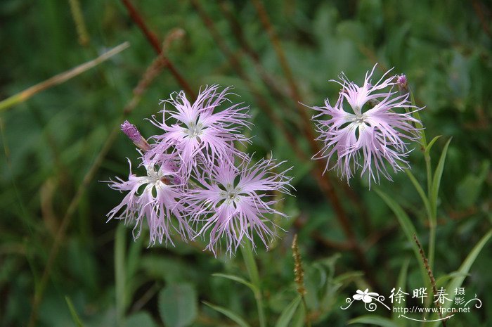 苹果苗木