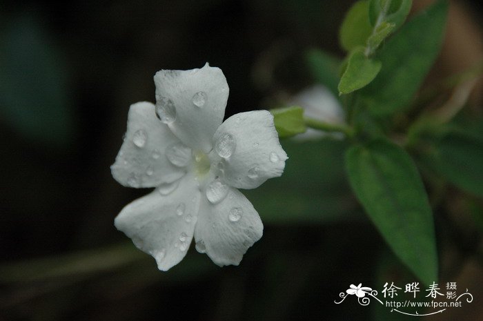 病虫害防治