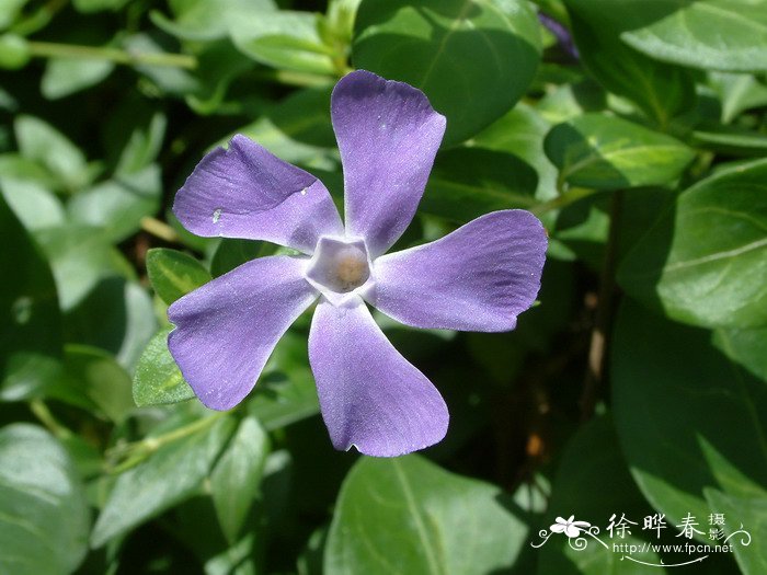 荔枝的季节