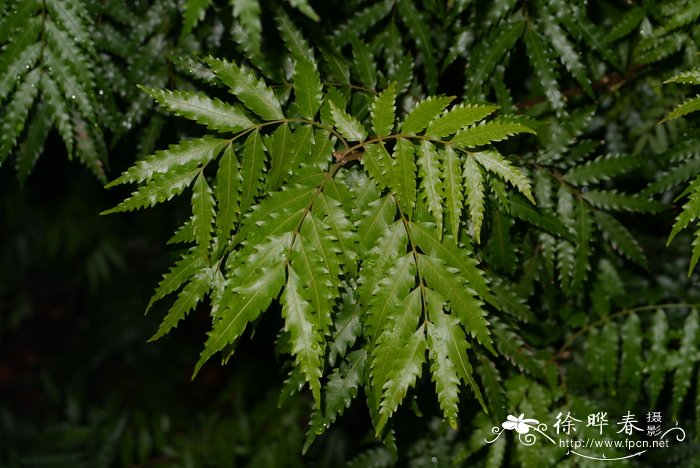 茶花不开花是怎么回事