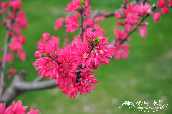 红苹果图片