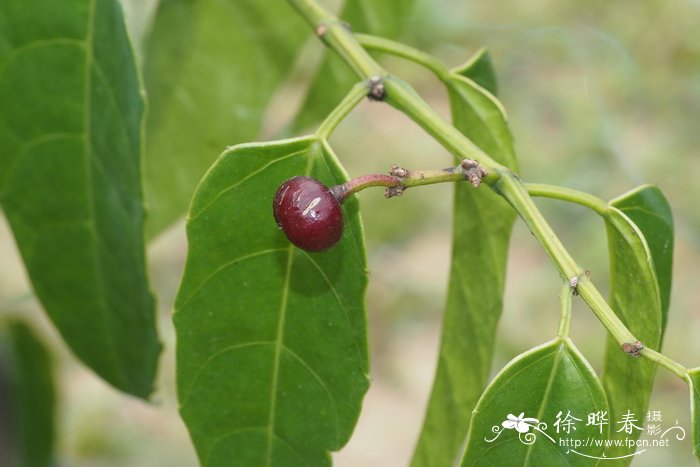 梨花的特点