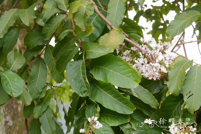 鲜切花怎么养时间比较久