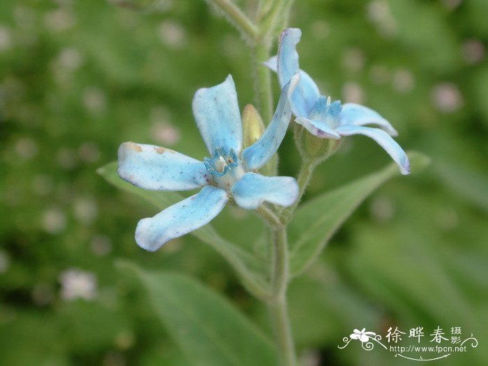 教师节送什么花