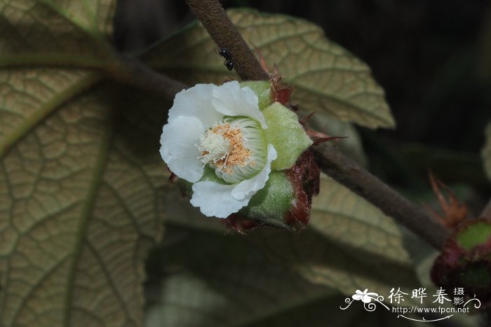 苹果苗供应