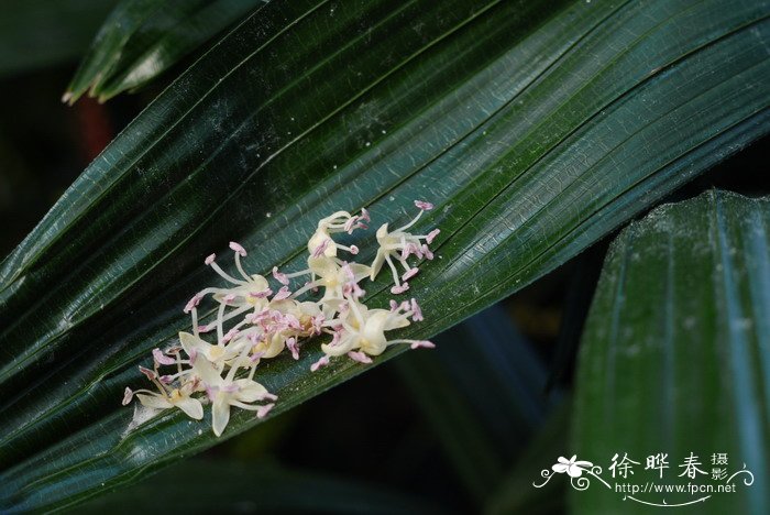 九里香花期